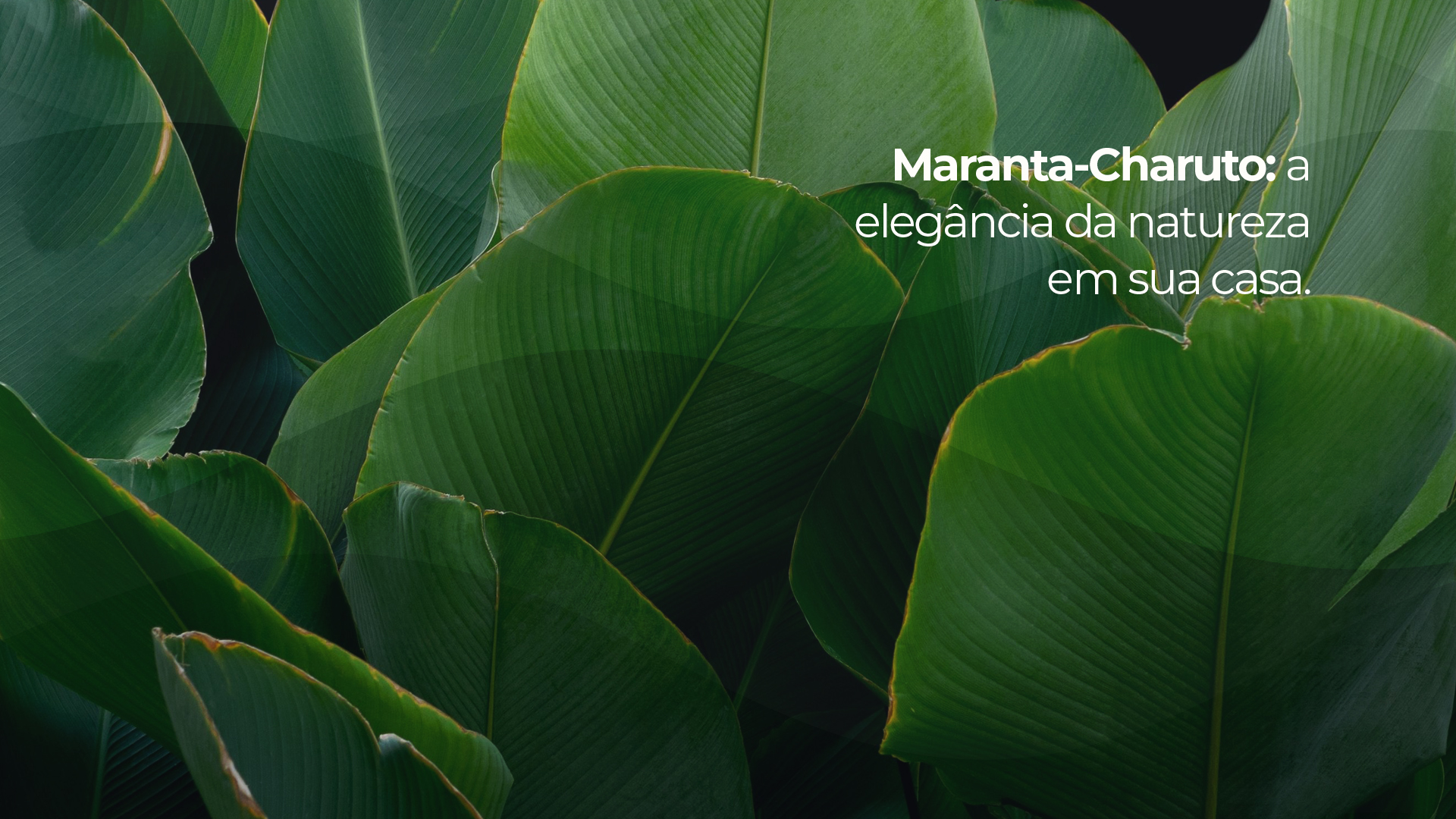 Descubra como a Maranta Charuto pode redefinir o ambiente de sua casa com sua presença imponente e beleza exuberante. Aprenda os cuidados essenciais para manter essa planta ornamental em seu ápice, enquanto enriquece seus espaços com um toque de natureza sofisticada.